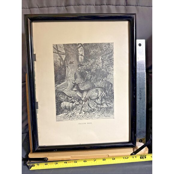 Selmar Hess Publisher N.Y. Fallow Deer Print Glass Framed 1855 Magazine 14x10”